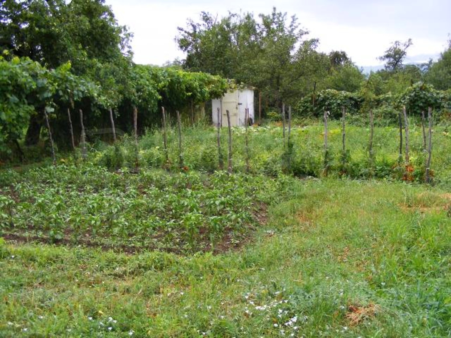 Gallery Picture 36