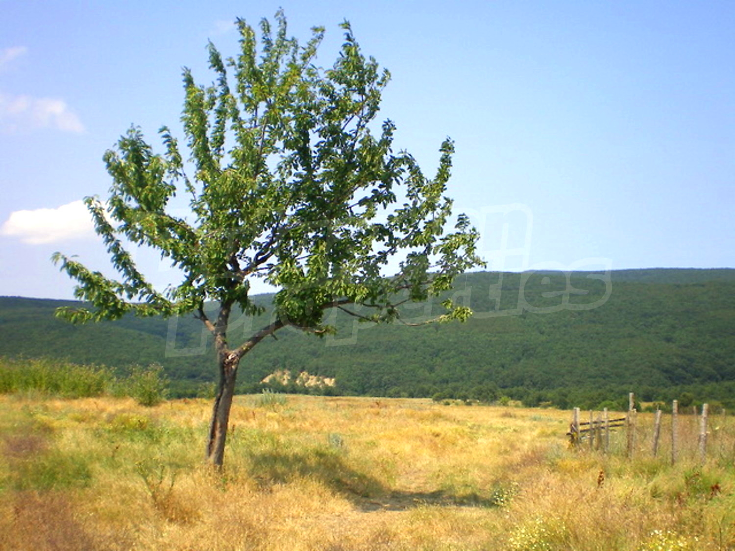Gallery Picture 19