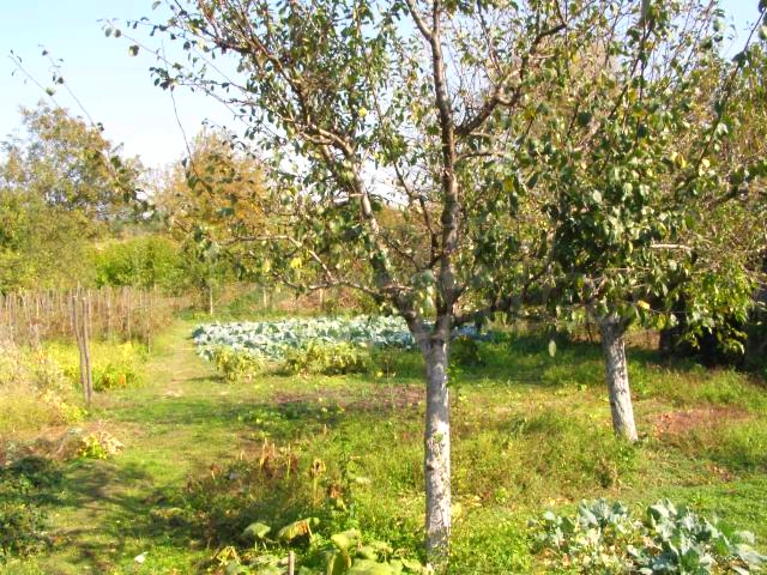 Gallery Picture 26