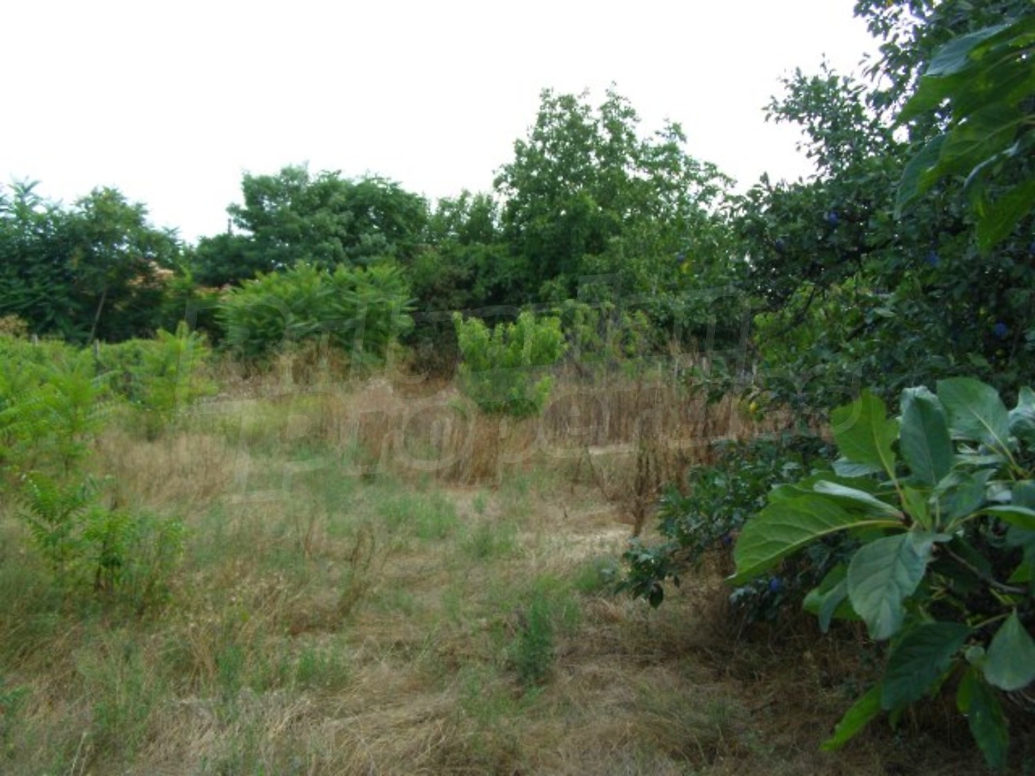 Gallery Picture 27