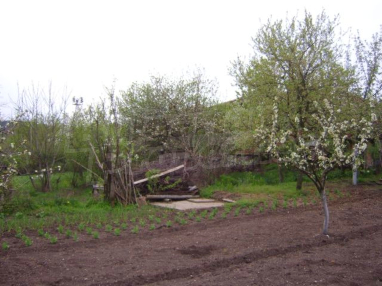 Gallery Picture 33