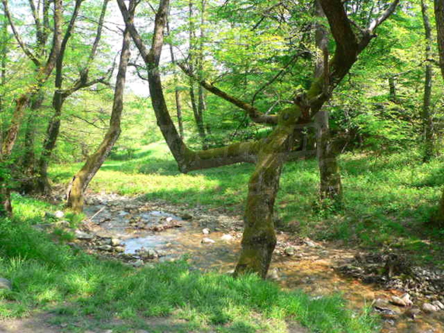 Gallery Picture 18