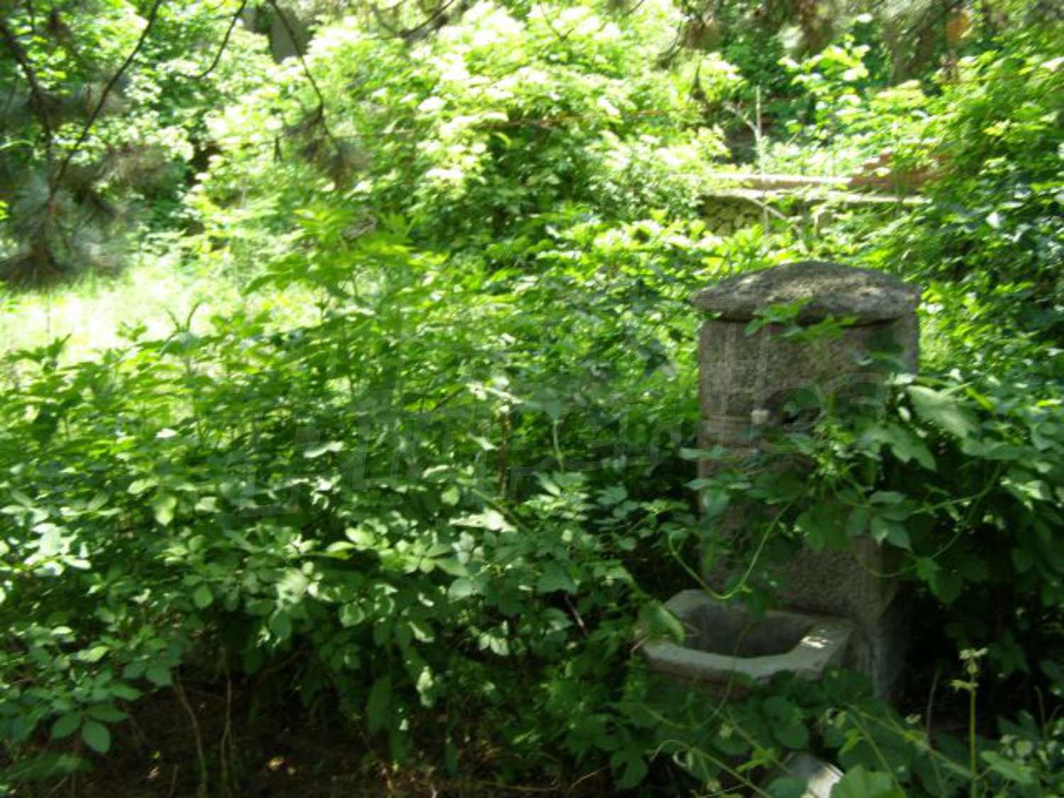 Gallery Picture 14