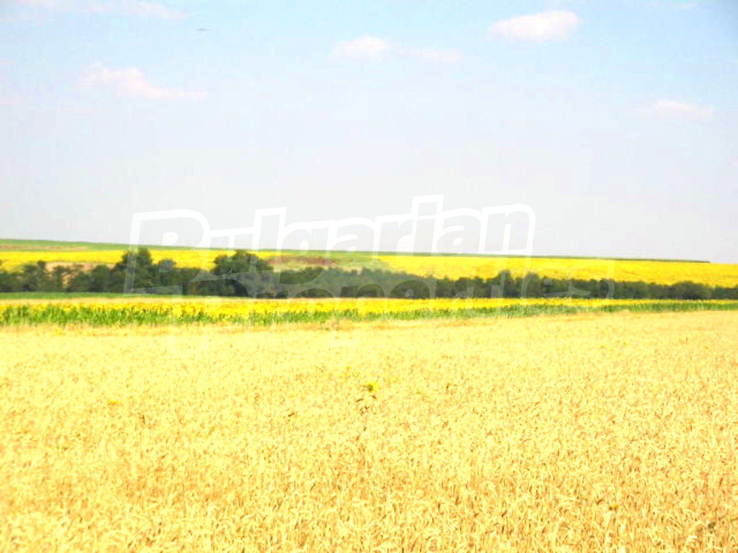 Gallery Picture 14