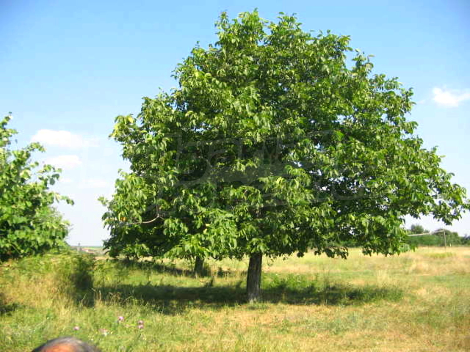 Gallery Picture 16