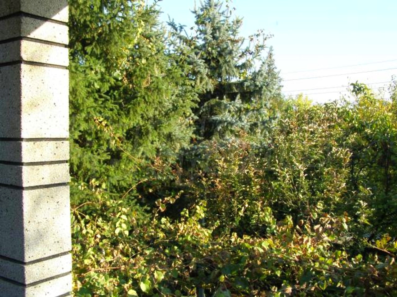 Gallery Picture 27