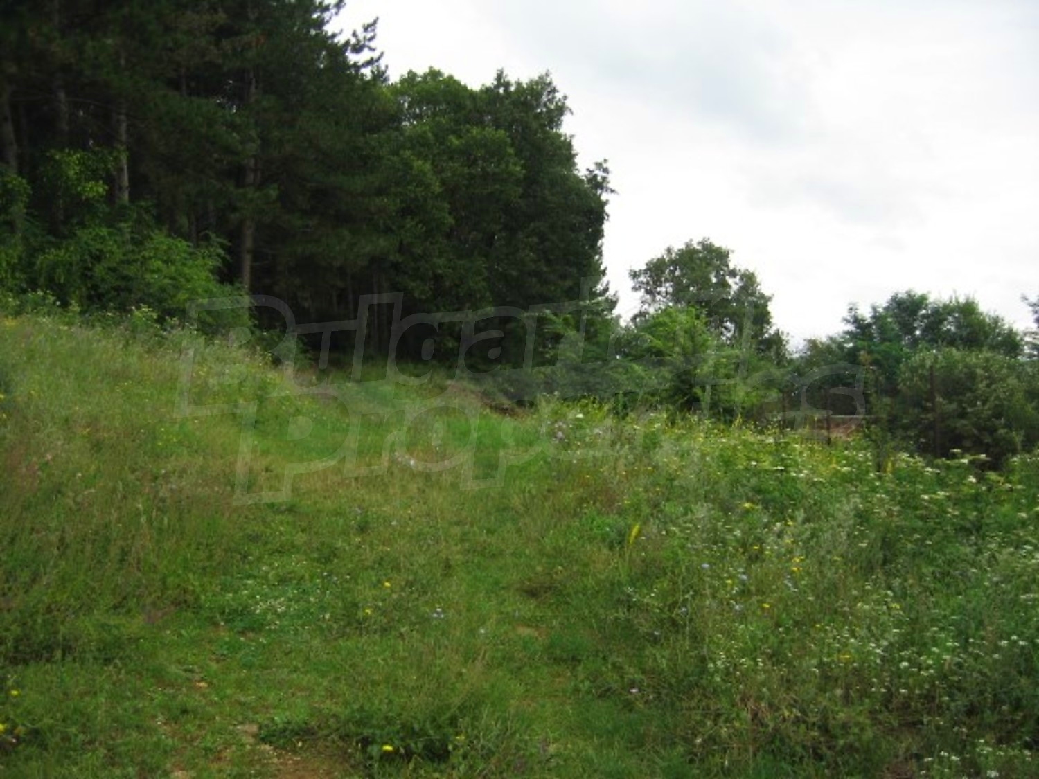 Gallery Picture 12