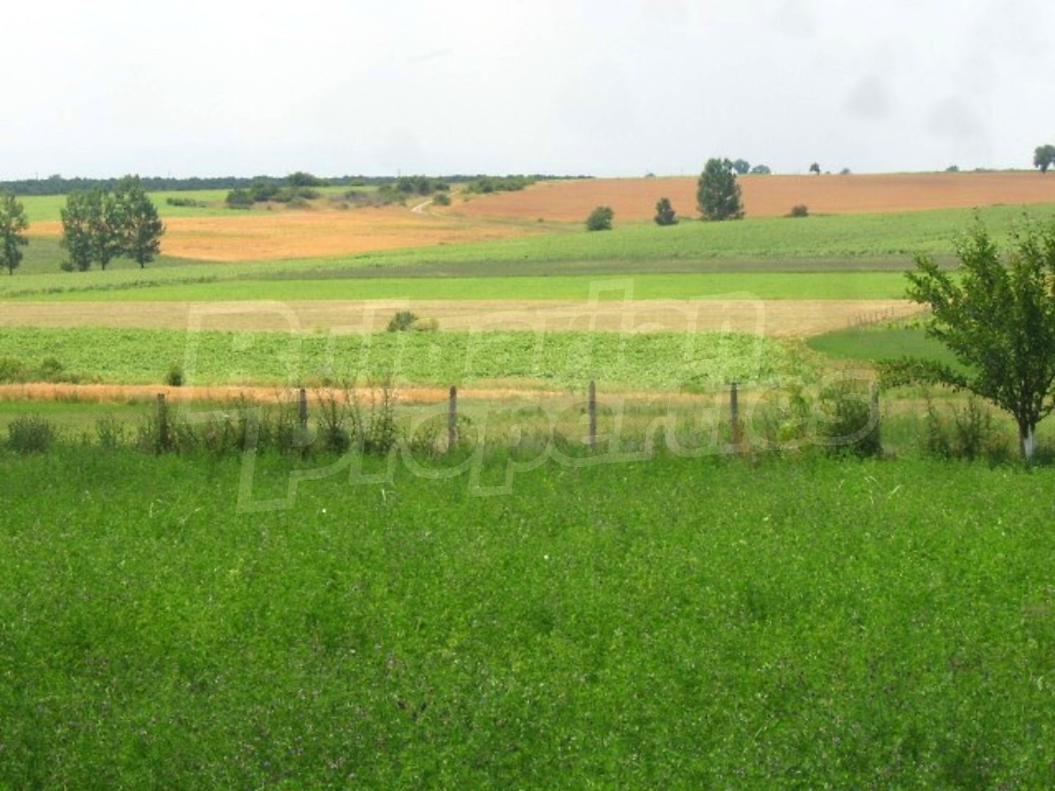 Gallery Picture 39