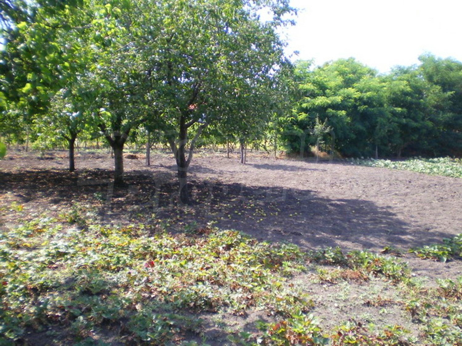 Gallery Picture 12