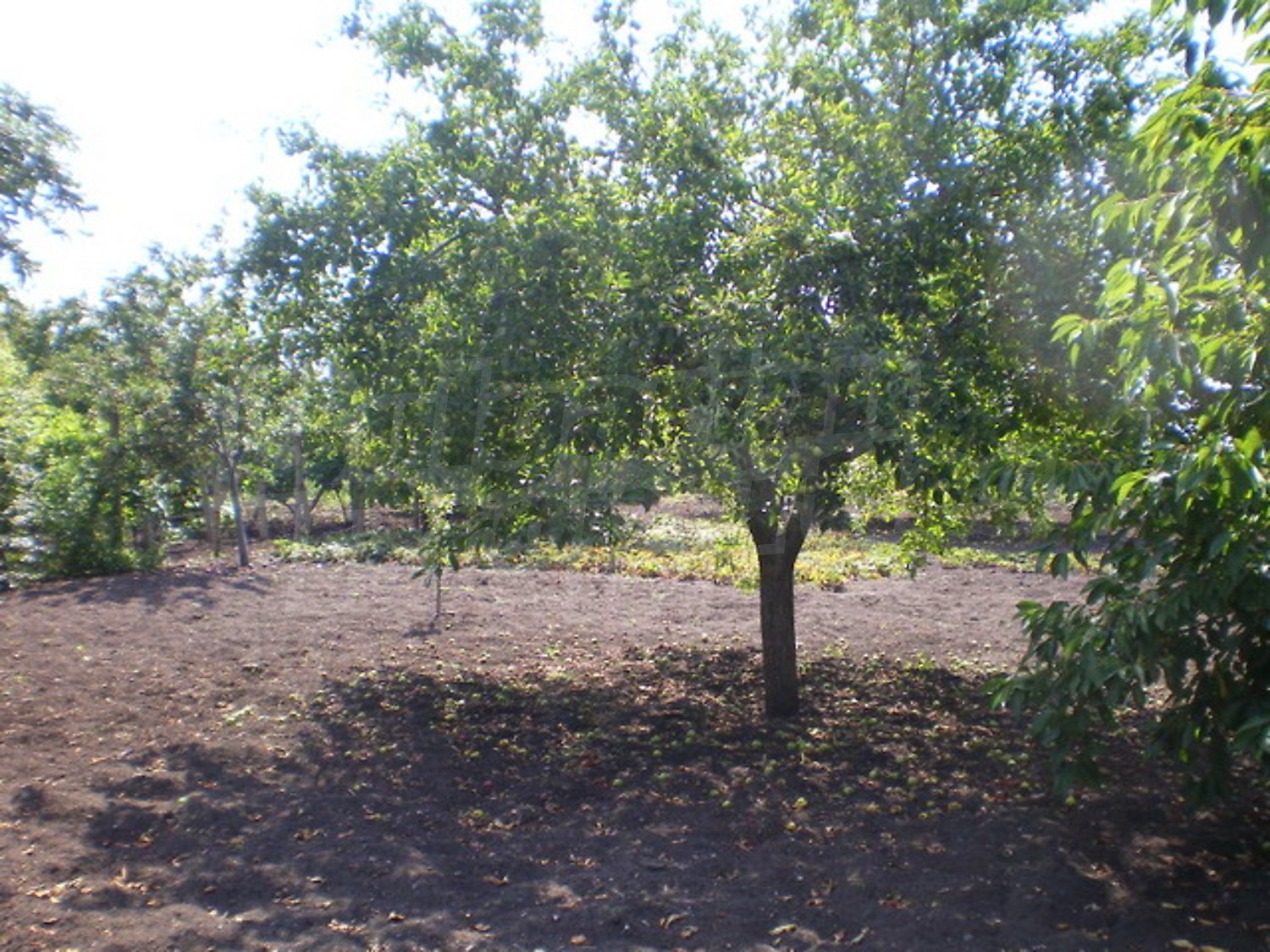 Gallery Picture 13