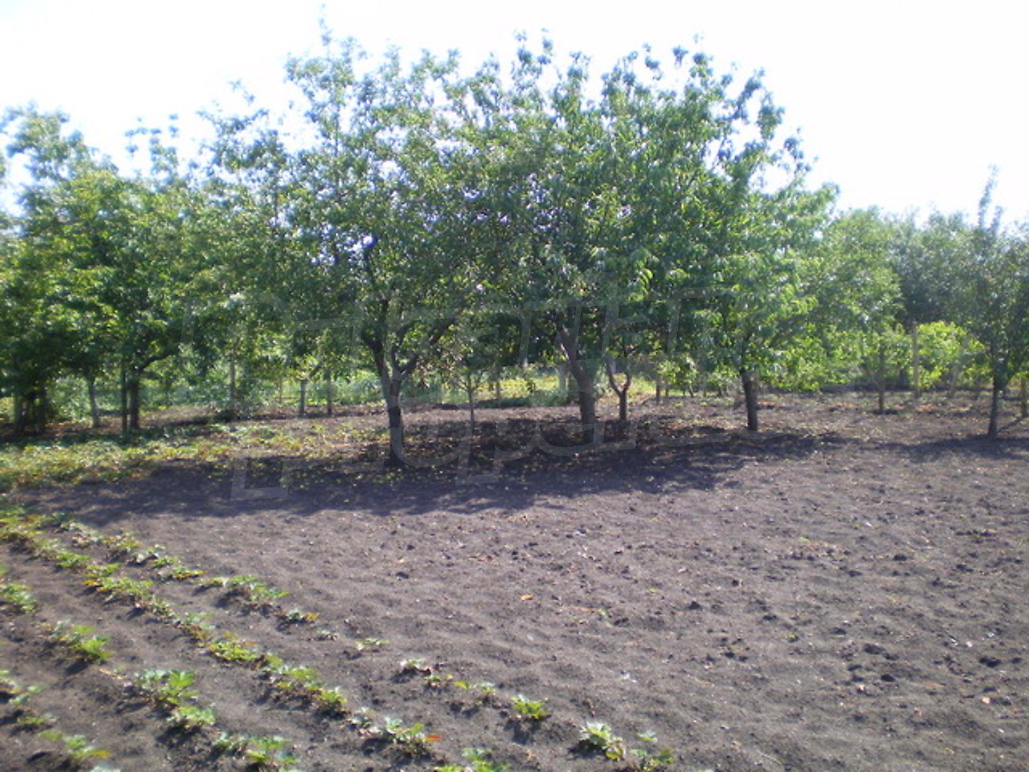 Gallery Picture 14