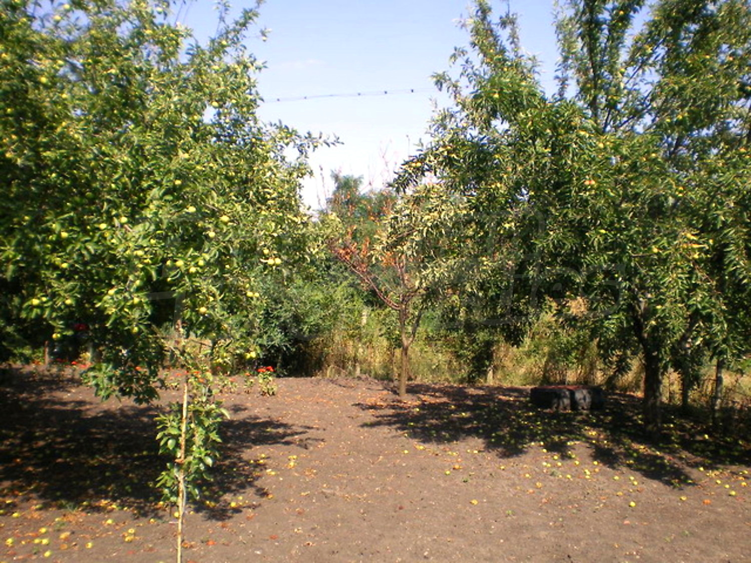 Gallery Picture 17
