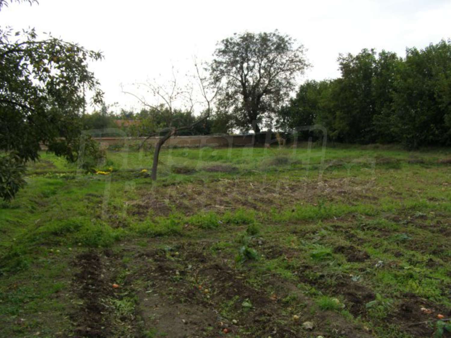Gallery Picture 37
