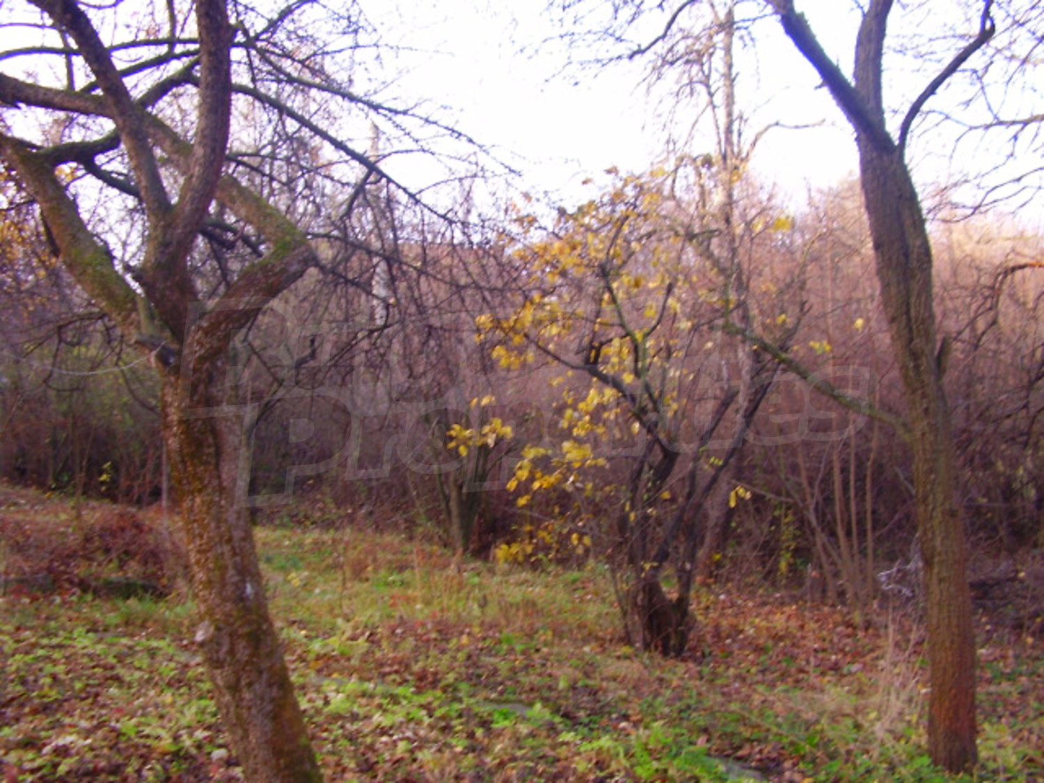 Gallery Picture 10