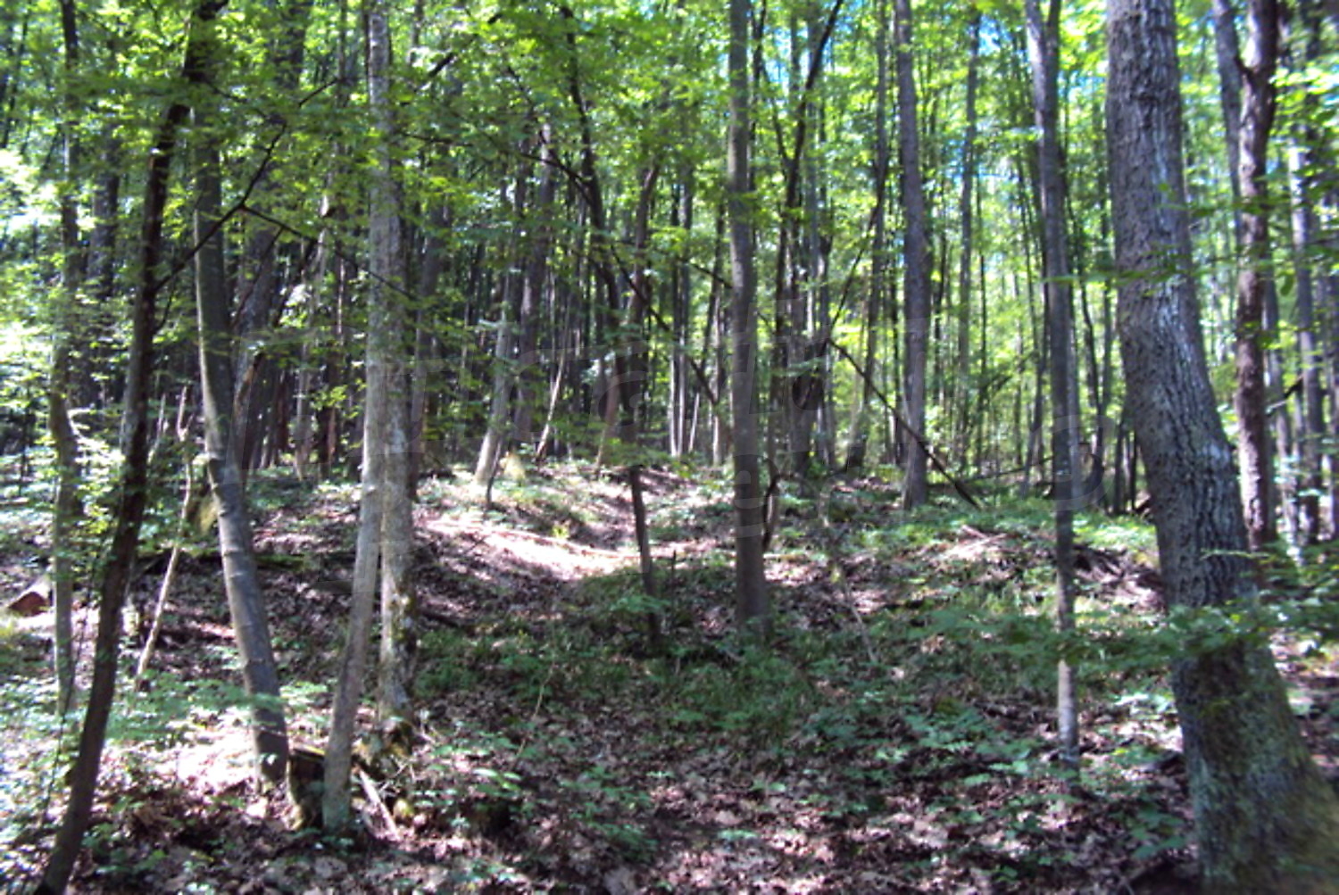 Gallery Picture 14