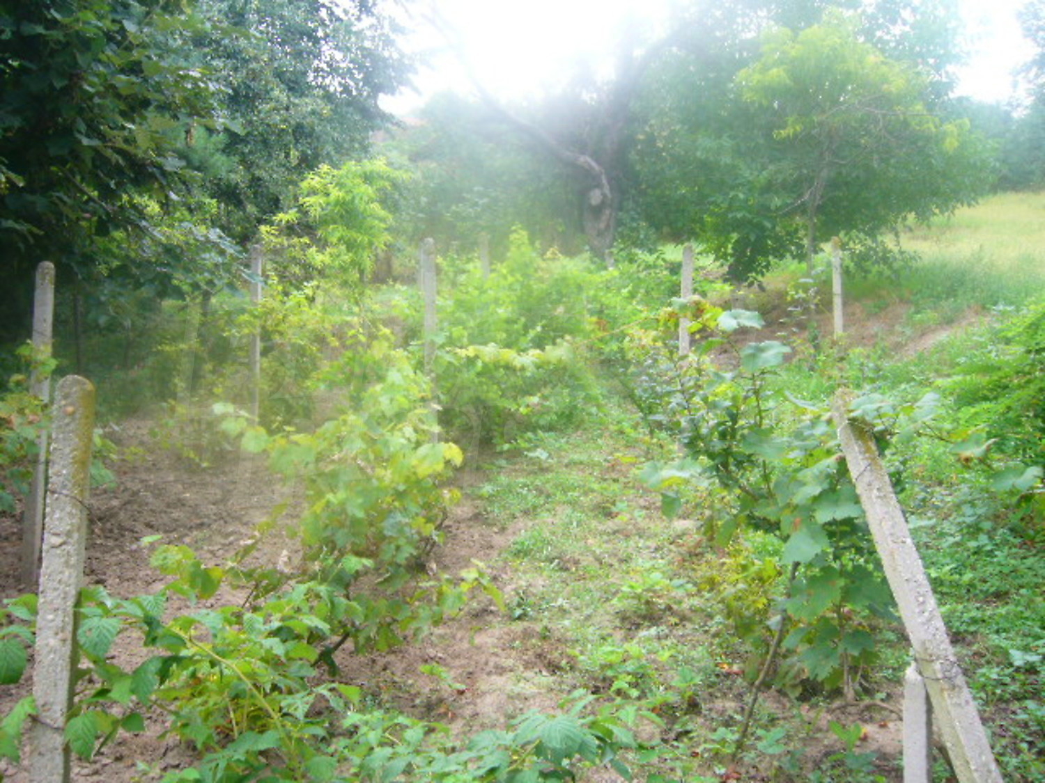 Gallery Picture 19