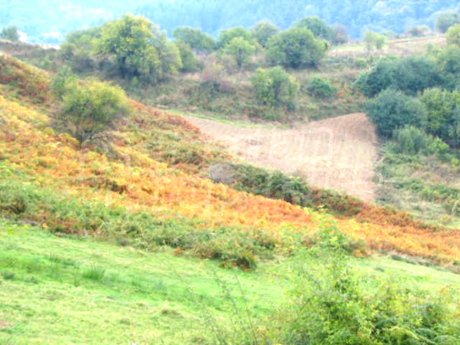 Gallery Picture 13