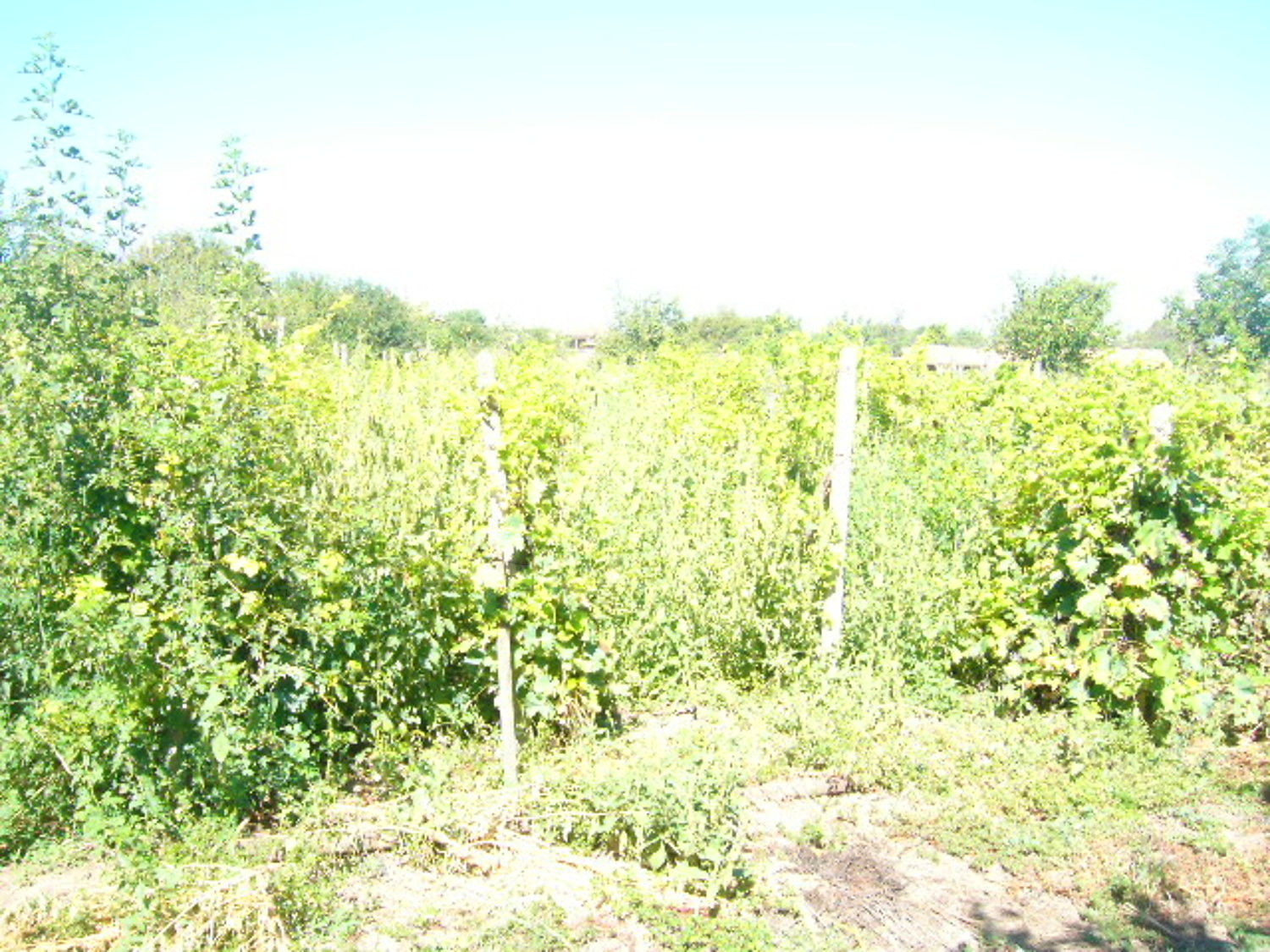 Gallery Picture 13
