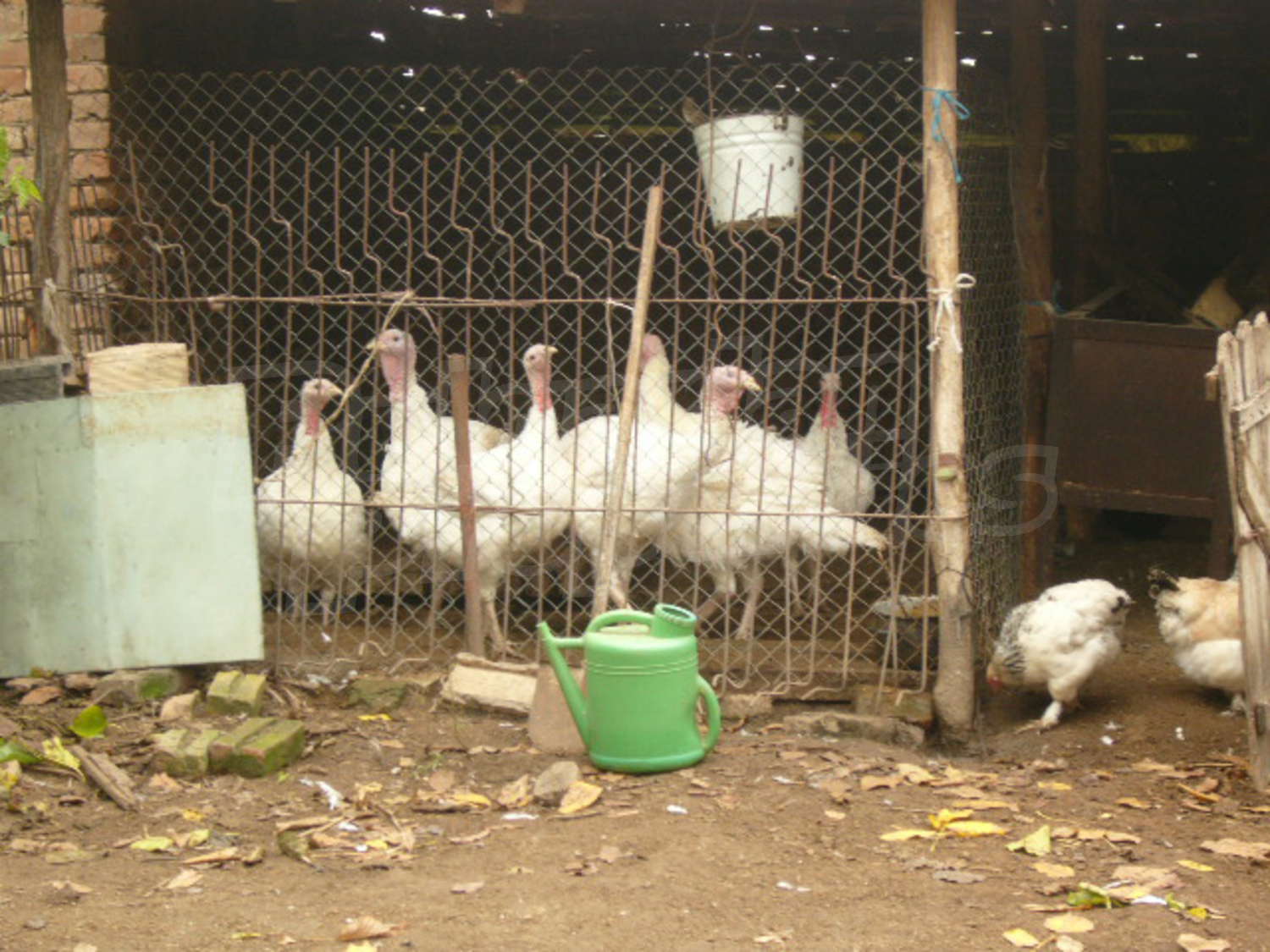 Gallery Picture 12