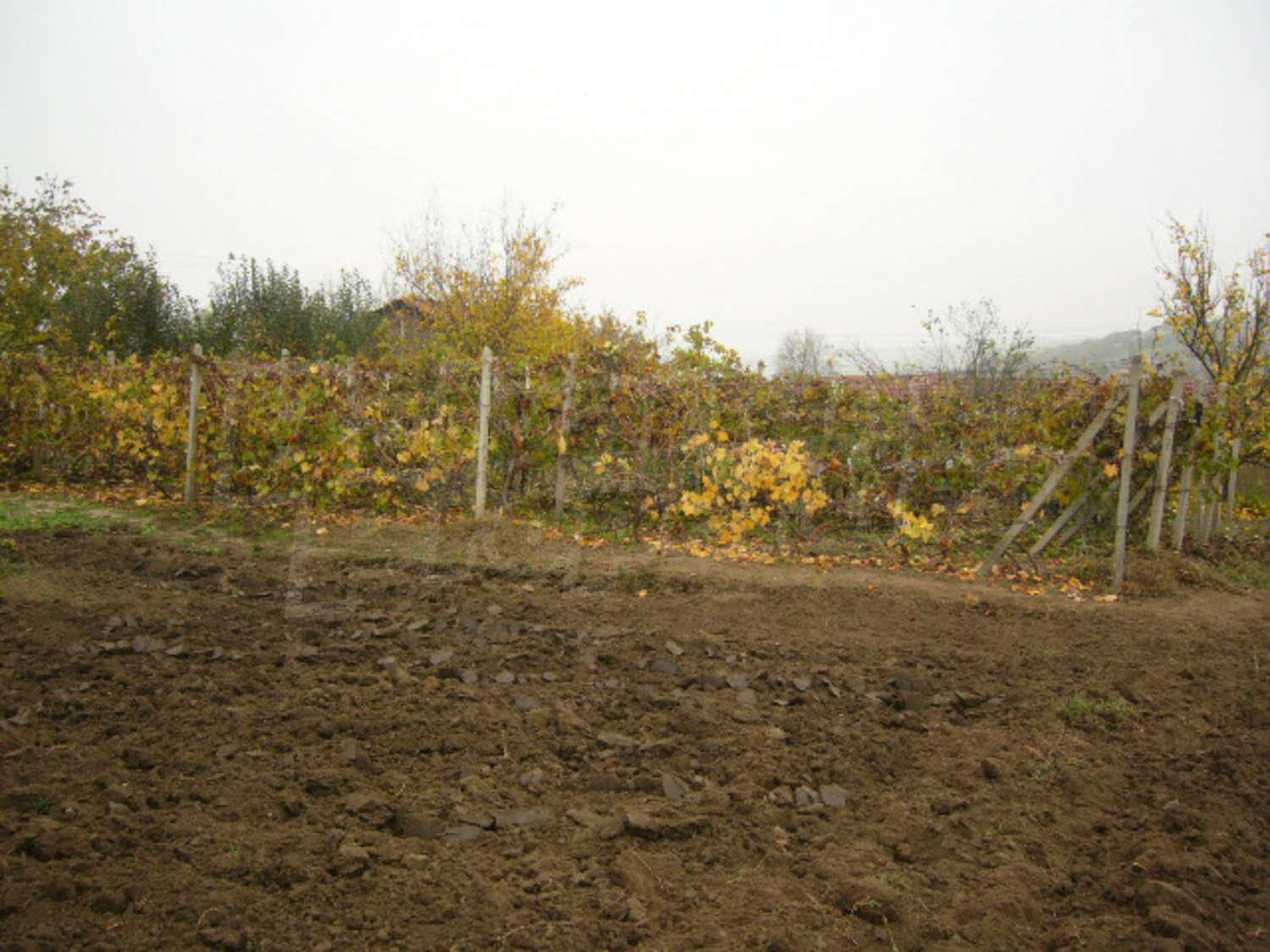 Gallery Picture 16