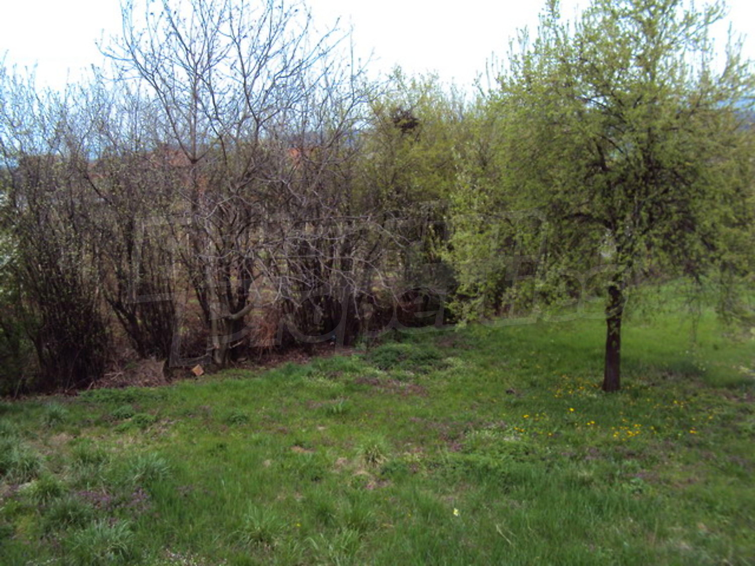 Gallery Picture 29