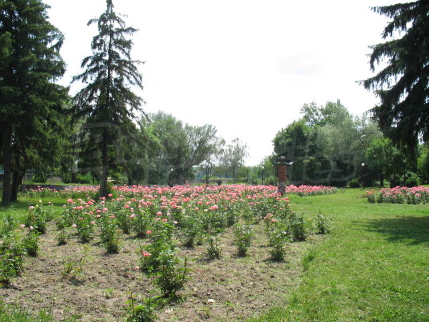 Gallery Picture 12