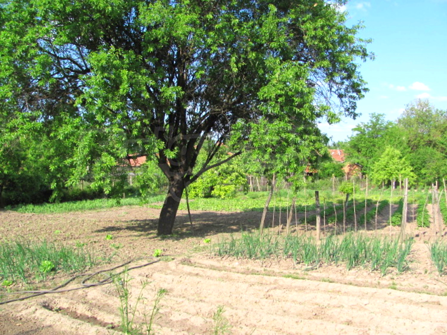 Gallery Picture 16