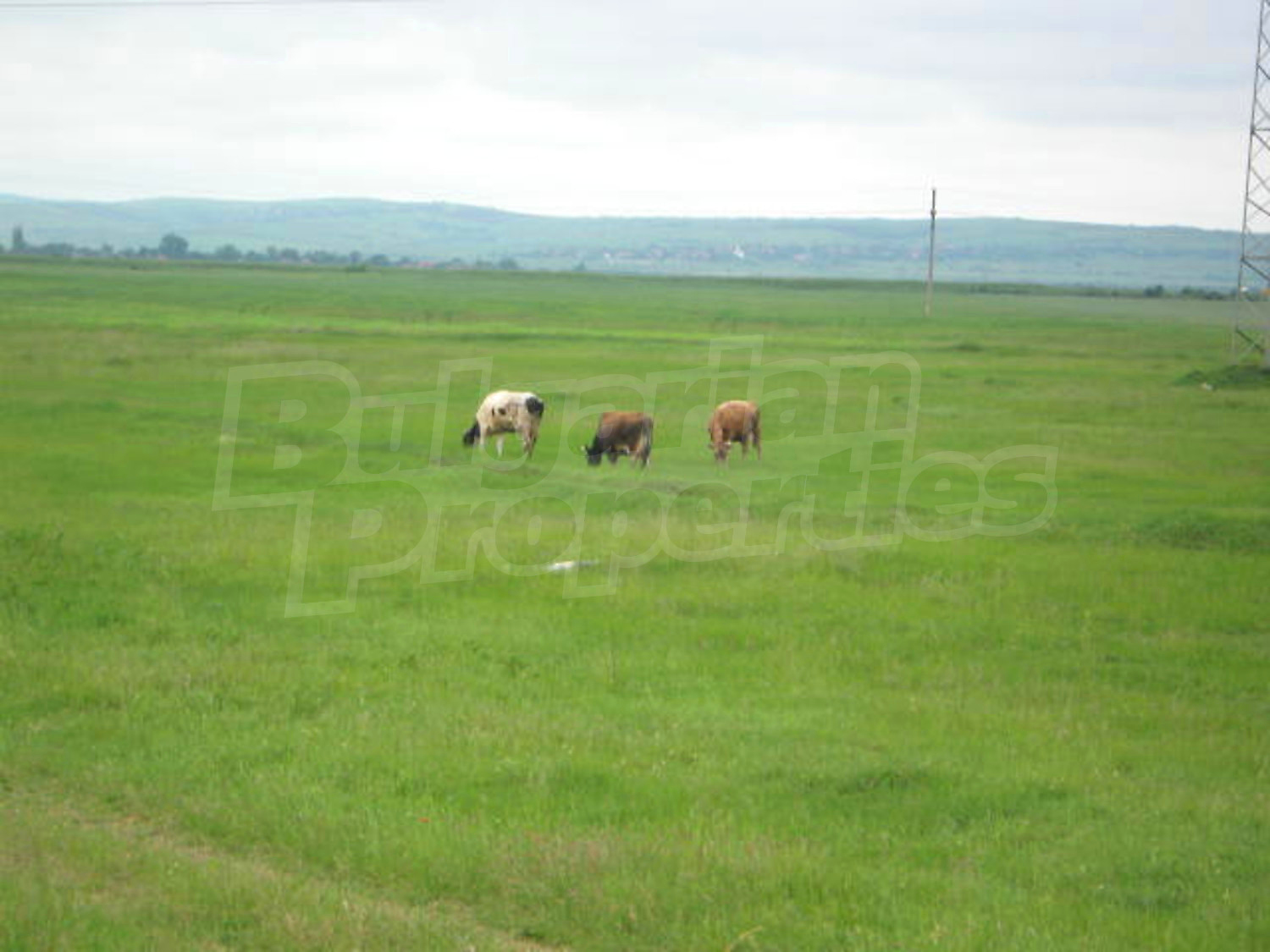 Gallery Picture 9
