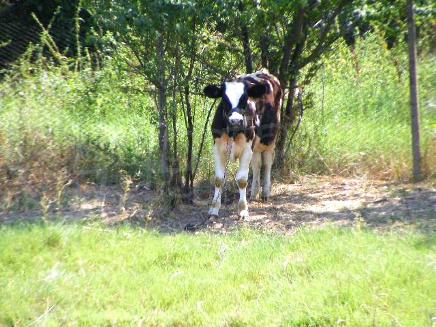 Gallery Picture 34