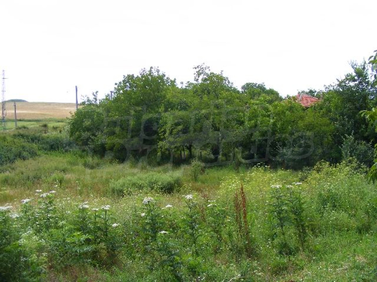 Gallery Picture 36