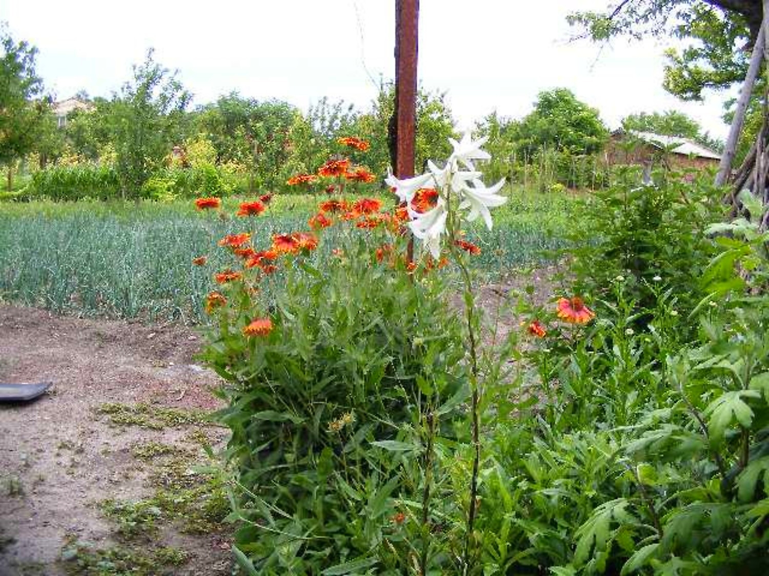Gallery Picture 36