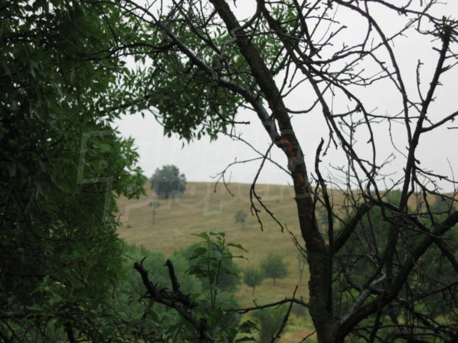 Gallery Picture 19