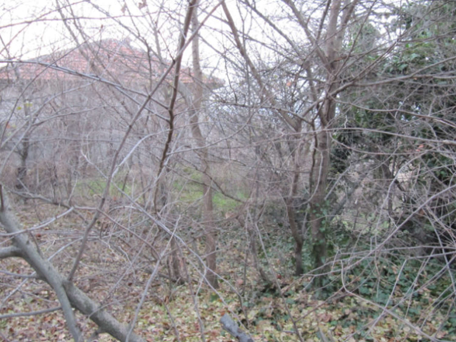 Gallery Picture 23