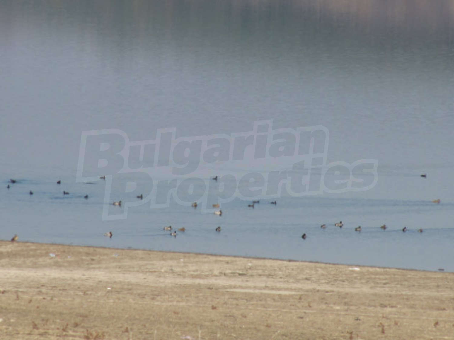 Gallery Picture 42