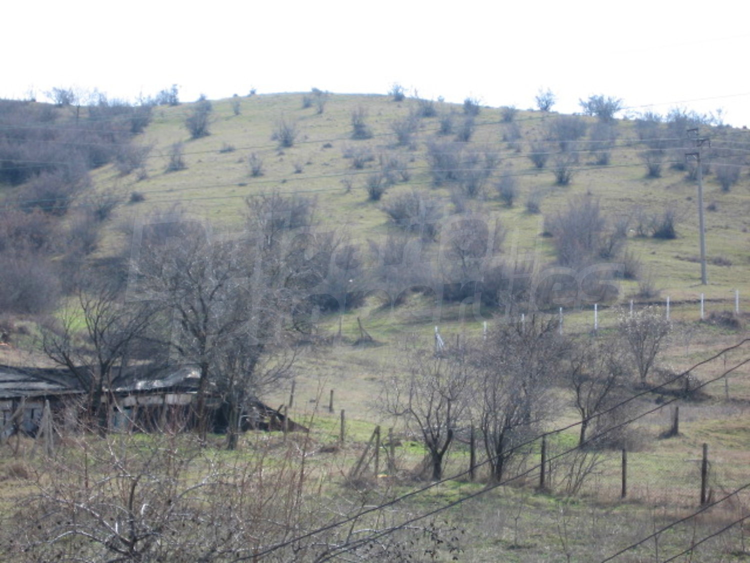 Gallery Picture 41