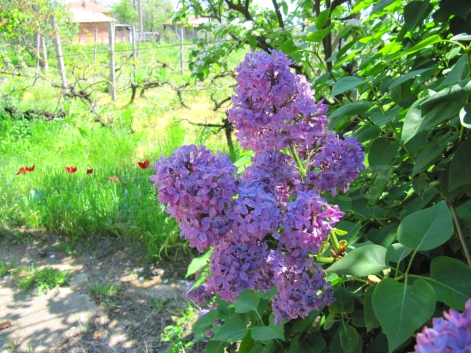 Gallery Picture 28