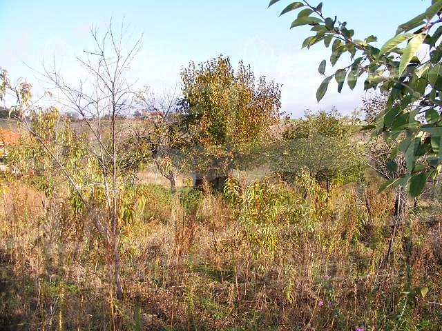 Gallery Picture 29