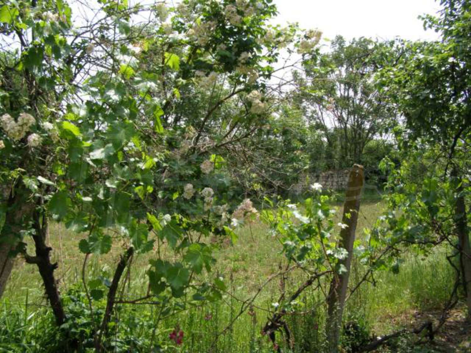 Gallery Picture 18