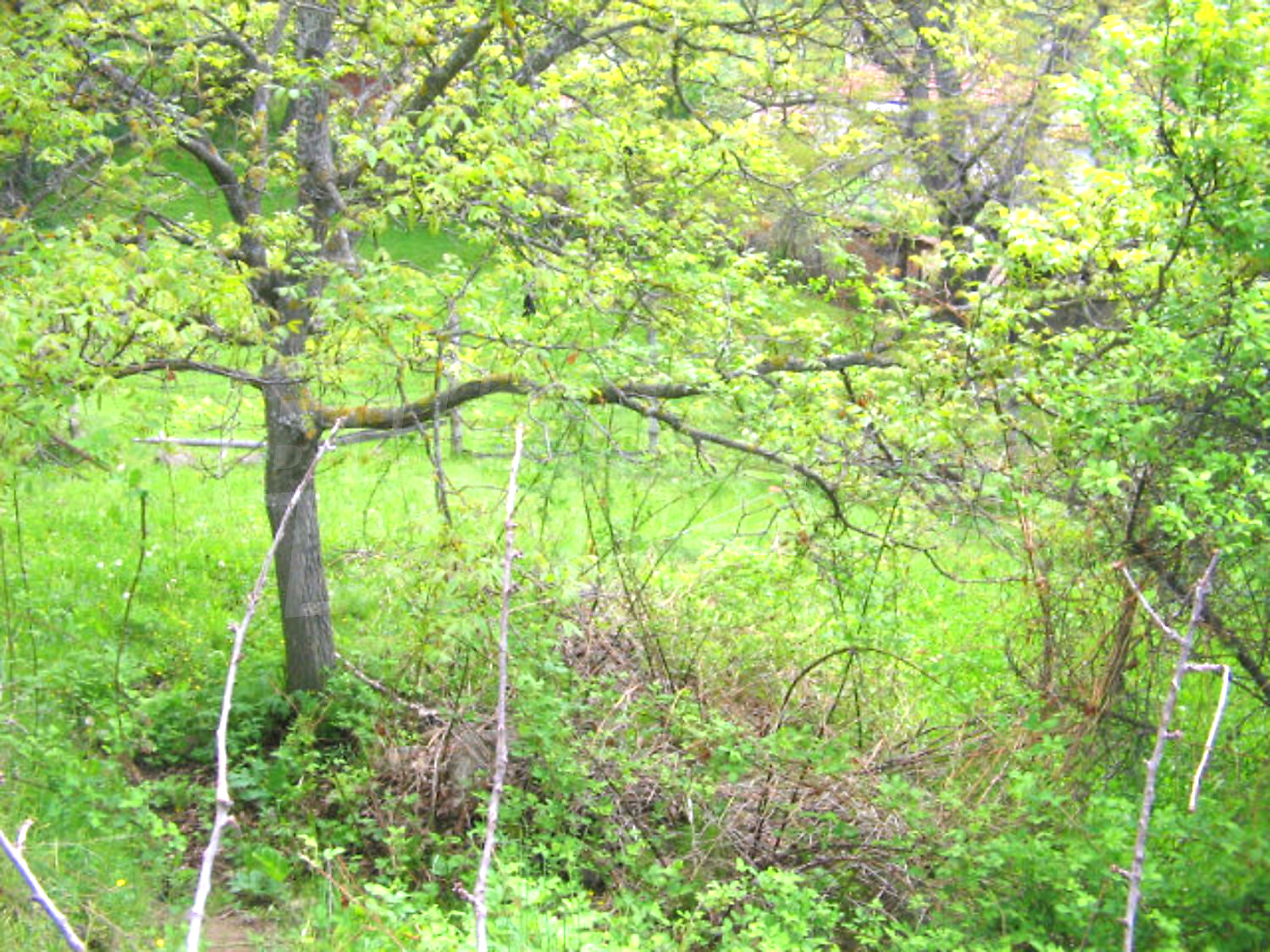 Gallery Picture 12