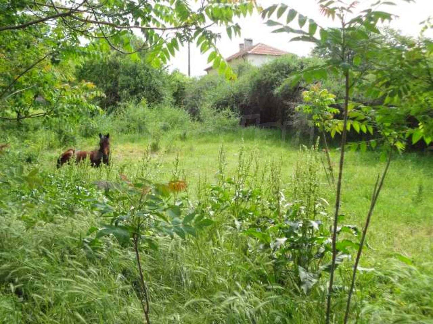Gallery Picture 27