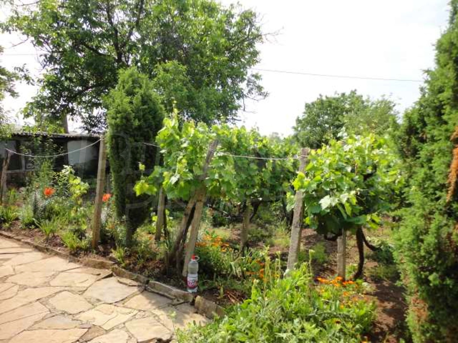 Gallery Picture 29