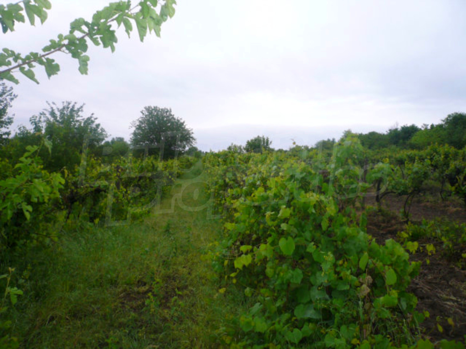 Gallery Picture 4