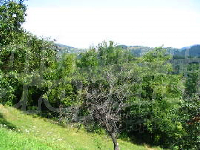 Gallery Picture 10