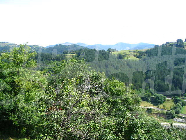 Gallery Picture 12