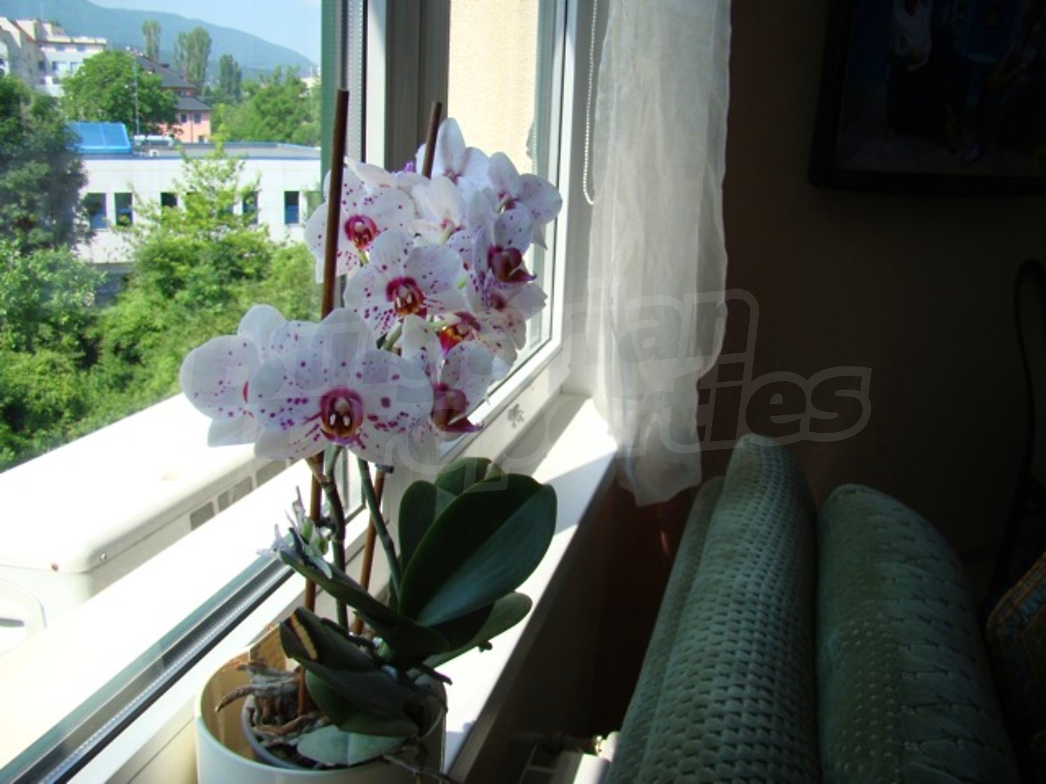 Gallery Picture 16