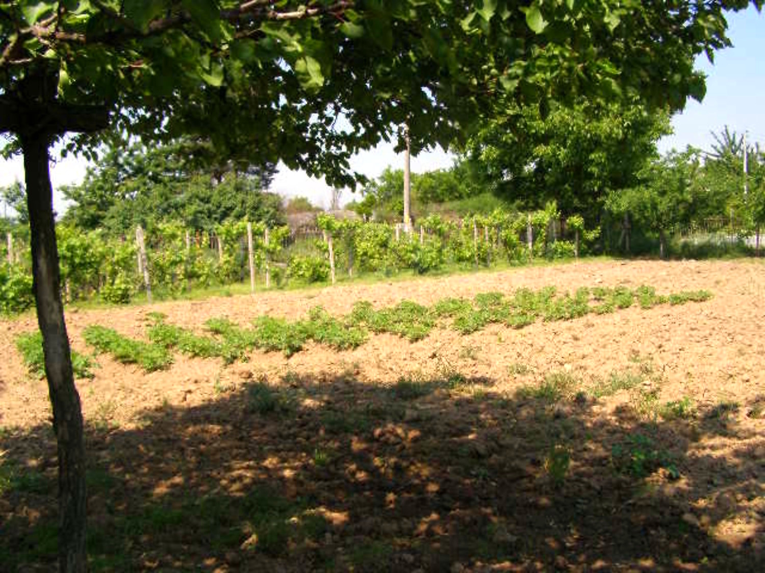 Gallery Picture 13