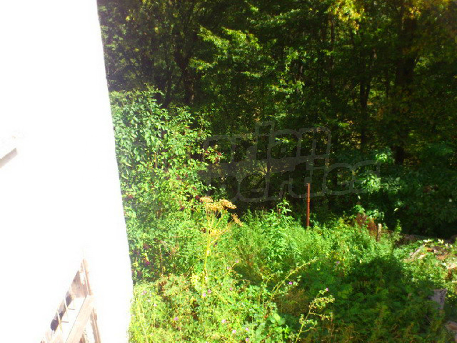 Gallery Picture 54