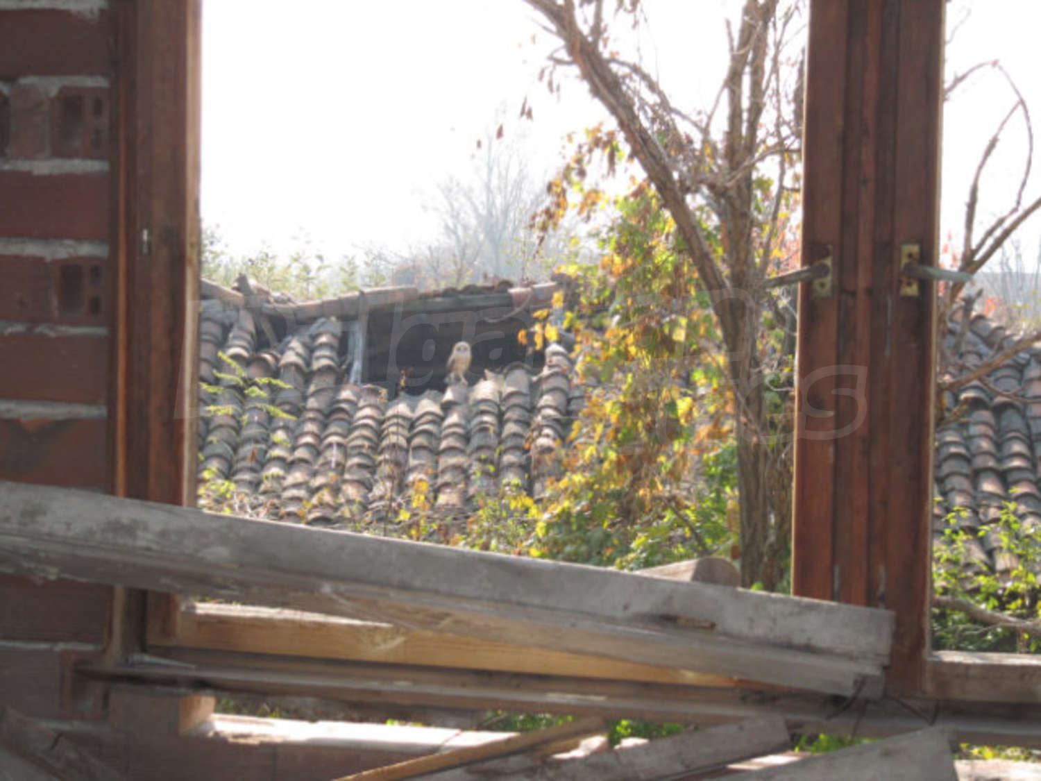 Gallery Picture 17