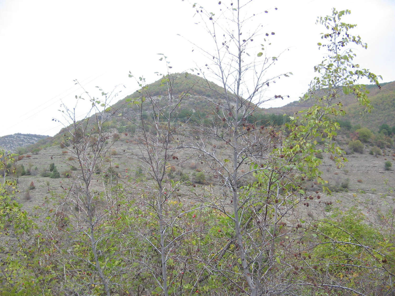 Gallery Picture 14