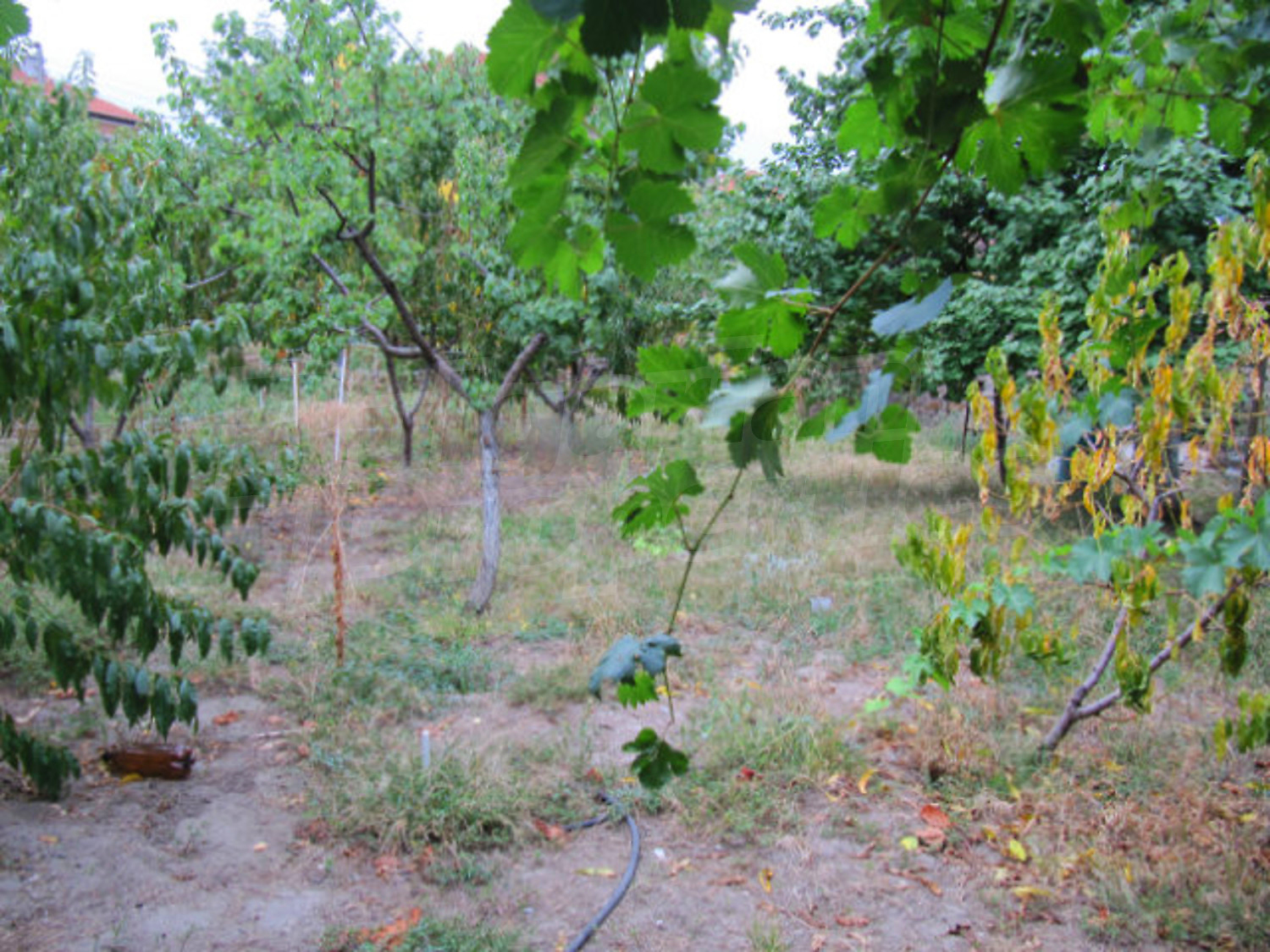 Gallery Picture 36